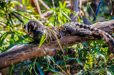 提提 罗罗帕克的塔玛林猴子 特纳里夫 加那利群岛雨林森林灵长类动物哺乳动物丛林幸福热带野生动物荒野图片