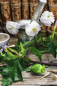 药用饱和草植物群叶子衬套宏观杂草草本植物砂浆荒野野花花瓣图片