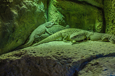 在洛罗帕克 特纳里夫 加那利群岛的银灰色岩浆宠物荒野皮肤恐龙宏观沙漠动物学岩石蜥蜴动物群图片