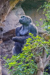 西部低地大猩猩的肖像 在洛罗帕克 特纳里夫领导者丛林野生动物成人食草动物学国王灵长类森林濒危图片