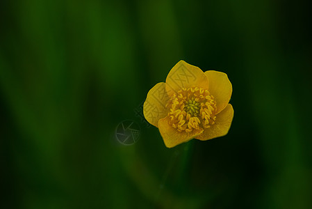 杂草植物太阳季节天空晴天叶子场地豚草植物群草地高清图片