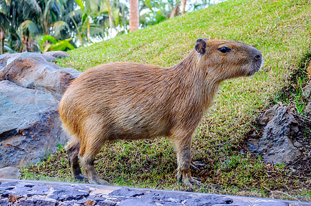 洛罗帕尔克 特纳里夫 加那利群岛的卡皮巴拉食草警报湿地水鸡野生动物老鼠沼泽水螅毛皮动物图片