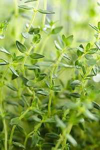 百孔绿色芳香花园胸腺香气草本美食枝条食物绿化图片