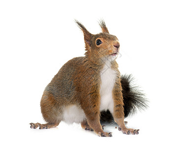 欧亚红松鼠动物宠物松鼠工作室哺乳动物红色野生动物图片