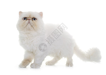 白百塞天猫动物成人蓝色白色工作室眼睛宠物小猫图片