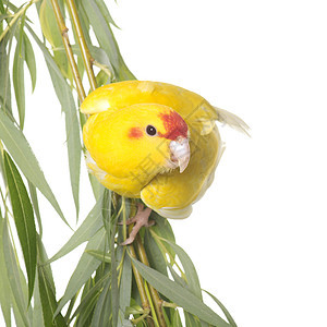 演播室的黄色kakakariki绿色叶子动物工作室鹦鹉栖息虎皮宠物图片