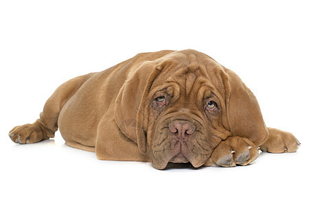 多格德波尔多小狗睡眠工作室女性宠物棕色动物图片