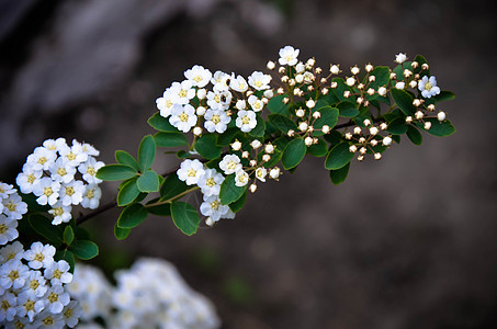 春天时布什的白丝花衬套花园植物群叶子植物宏观花瓣灌木草地雌蕊图片