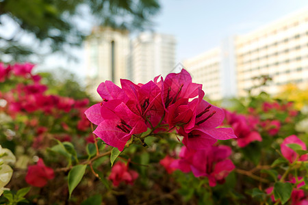 布干维尔是粉红色的花朵图片