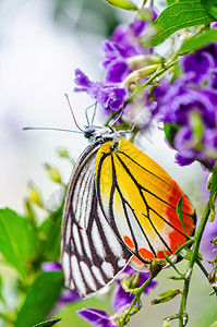 画着杰泽贝尔多彩的蝴蝶翅膀紫色昆虫热带野生动物花园动物群宏观栖息动物图片