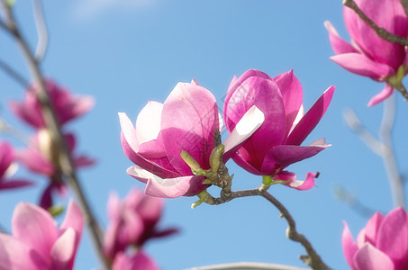 美丽的马格诺利亚树花朵公园花粉乔木天空玉兰园艺百合植物花园季节图片