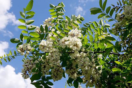 黑蝗虫蜂蜜花序植物群季节植物白色公园绿色叶子黑色图片