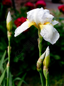 白伊里斯伊里达西亚绿色蓝色花园植物鸢尾花黄色花瓣园艺雌蕊白色图片