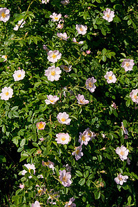 野玫瑰Rosa Canina灌木草本植物自然植物群粉色季节玫瑰花园植物药品蔷薇图片