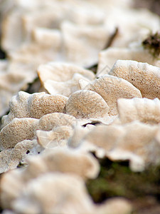 分裂刺菌生长生态食物水分季节腐烂菌类寄生虫公社蘑菇图片