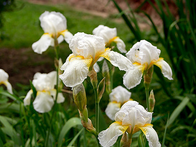 白伊里斯伊里达西亚鸢尾花绿色白色雌蕊花瓣园艺蓝色宏观植物植物群图片