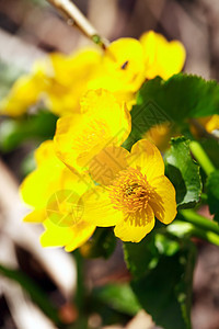 尼斯黄向野花花束区系宏观植物黄色铭文森林空气花瓣背景图片