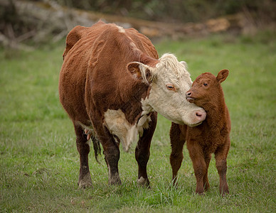 奶牛和牛绿色奶制品农场农业黑色动物天空哺乳动物小牛牧场图片