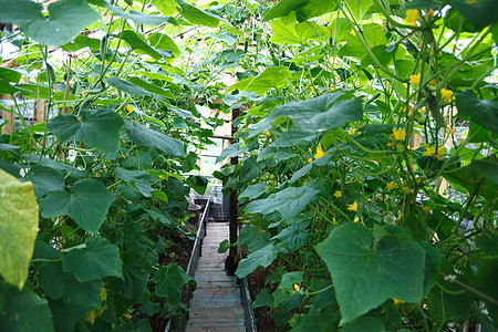 黄瓜植物培育生长园艺蔬菜火炉栽培玻璃炉房拨款游乐场图片