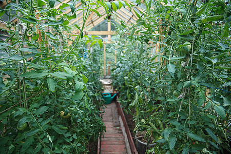 番茄植物栽培种植拨款生产蔬菜花园炉房生长菜地幼苗背景图片