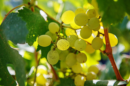 一大堆白葡萄是葡萄树上挂着的甜点酒厂水果团体酿酒香草农业藤蔓花园浆果图片