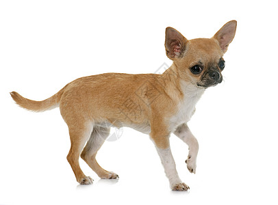 演播室里的小小狗吉娃娃白色工作室动物宠物棕色短发高清图片