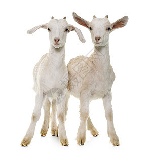两个白人孩子农业动物羊肉工作室乡村白色宠物农场山羊图片