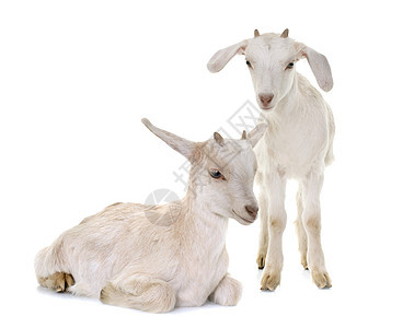 两个白人孩子动物工作室宠物白色山羊乡村羊肉农业农场图片