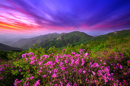 日落时 南韩黄美山上山上美丽的粉红色花朵男人花园天气太阳植物群场地环境节日森林季节图片