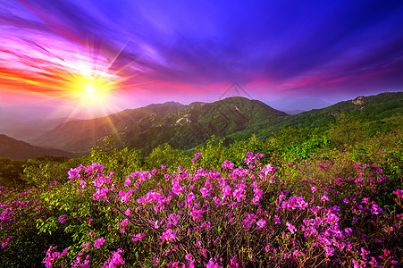 日落时 南韩黄美山上山上美丽的粉红色花朵生态植物野生动物花园气候光束公园天气薄雾森林图片