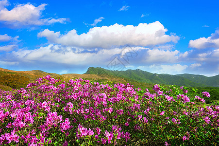 在南韩的黄美山(Hwangmaesan) 山脉中美丽的粉红罗多德伦花朵和蓝天景色图片