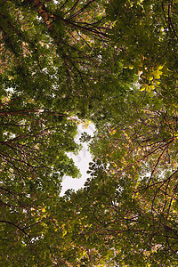 寻找森林绿树树枝花栗子自然自然的抽象背景 婴儿形状的分形差距蓝色阳光季节生活晴天植物群树干叶子树木桦木图片