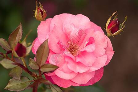 在夏日花园的美丽的粉红色玫瑰 被覆没了的光线图片