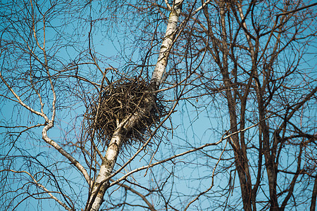 春鸟的巢穴在树上 有天空背景图片