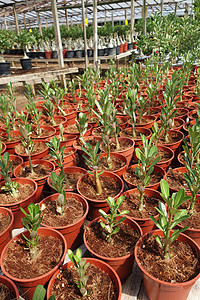 花种植场花园灌木植物学衬套文化异国植物群园林园艺植物图片