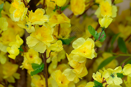 泰国清迈的樱花花花朵开花花瓣土井蜡质樱花旅行公园木头传奇红斑蓝色图片