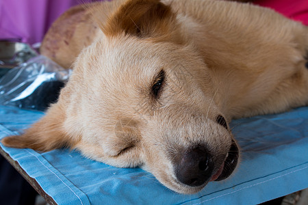 世界狂犬病日新来的狗和猫伤口肿瘤外科避孕药品医生活动仪器手套猫科图片