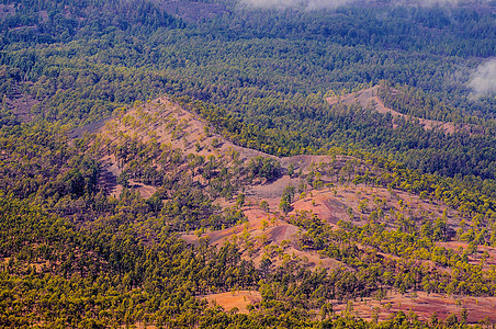 Pine森林 西班牙特内里费的松树天空季节丘陵薄雾阴霾海岸海岸线风景环境图片