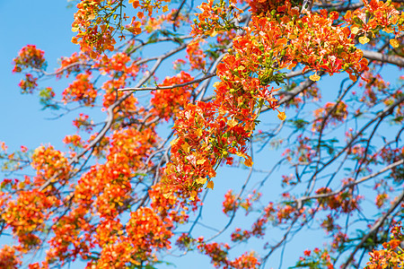 皇家波因西亚那树蓝色火焰晴天橙子绿色天空花园红色公园热带图片