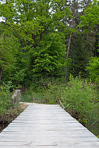 桥荒野森林池塘树木小路木头植物图片