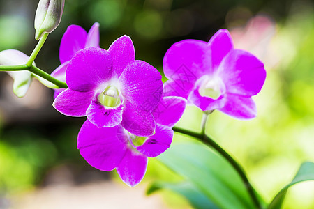 亮紫色鲜花艺术植物花瓣植物群异国植物学礼物花朵情调观赏图片
