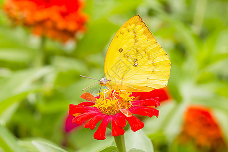 在墨西哥向日葵上切除蝴蝶橙子花园昆虫花瓣恶魔翅膀底面蠕形螨君主柠檬图片