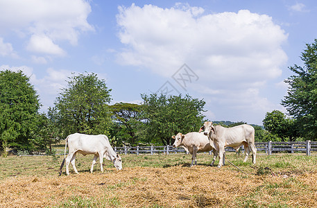 奶牛站在农场里牛肉稻草鼻子谷仓小牛牛奶沼泽地动物团体奶制品图片