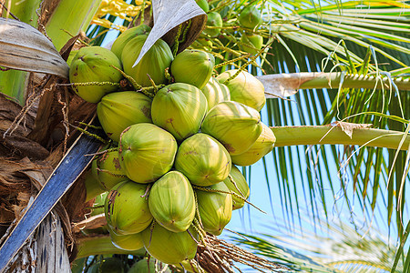 椰子树和椰子果生长植物营养维生素花园植物群情调异国团体椰子图片