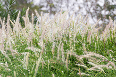 自然毛草的Beauv联邦生长植物学公园风景叶子场地杂草花店花园图片