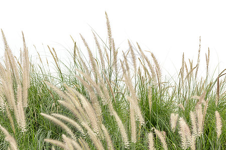 白色的植物学动物群联邦羽毛热带季节草地圆柱体登嘉楼植物群图片
