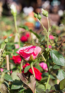花园中的粉红玫瑰玫瑰活力植物粉色园艺香味植物学香水花瓣图片