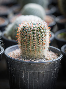 锅里的小仙人掌花园叶子危险脊柱植物沙漠地球生长伤害疼痛图片