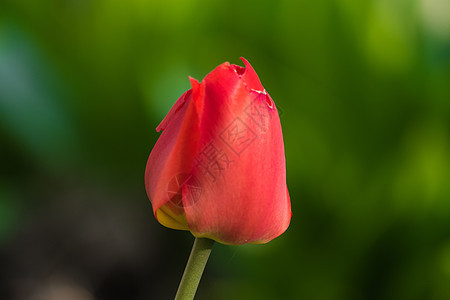 绿色背景的红色郁金花季节场地草地生长花瓣脆弱性公园晴天园艺郁金香图片