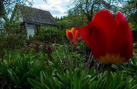 房子背景的红色郁金香图片